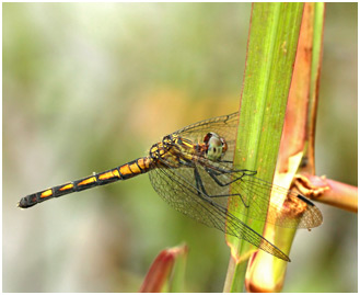 Micrathyria stawiarskii femelle, Dot-tailed Dasher female